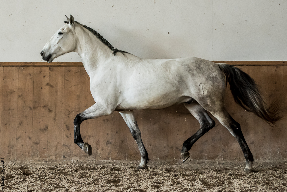 Gari Zoher20190121-264