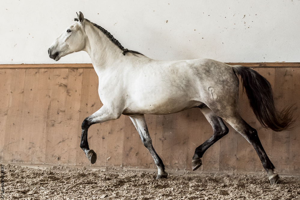 Gari Zoher20190121-265