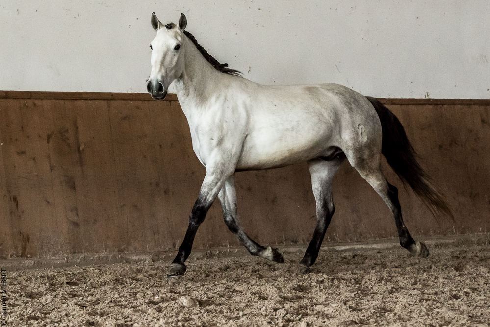 Gari Zoher20190121-277