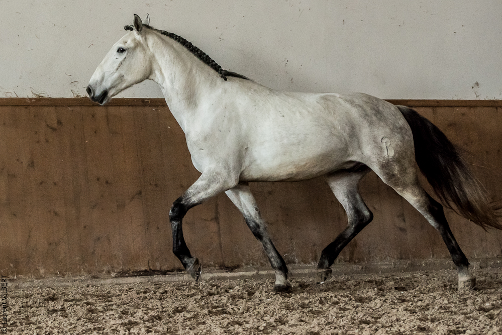 Gari Zoher20190121-278