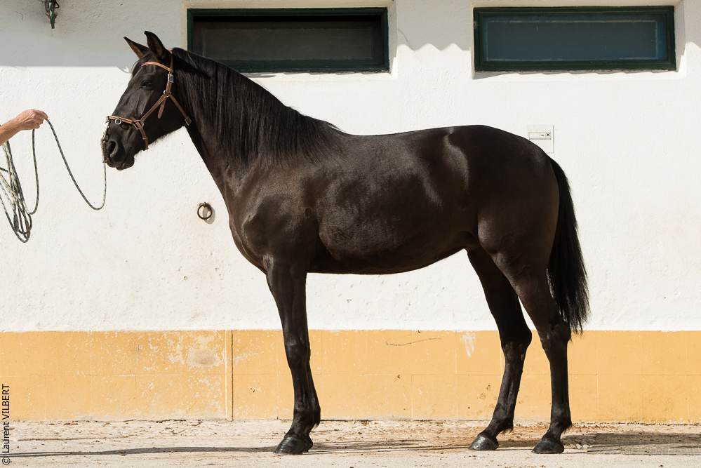 Humberto 20181114-247