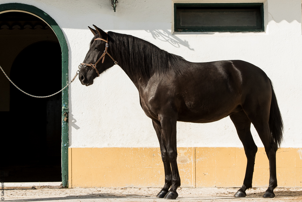 Humberto 20181114-287