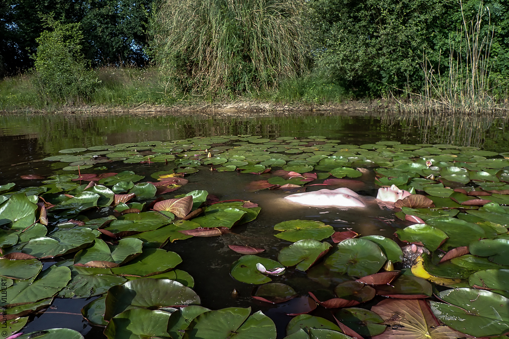 Isabelle 20220615-1285