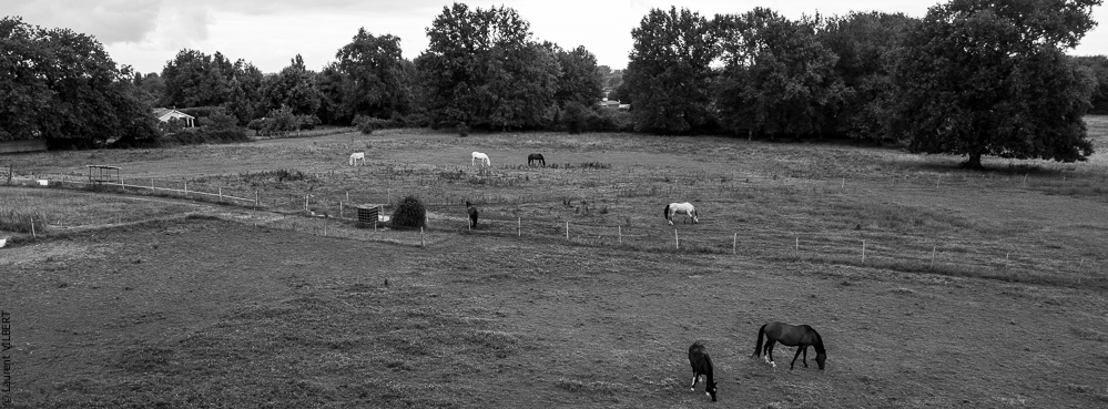 Quinta de Moita 20220626-091