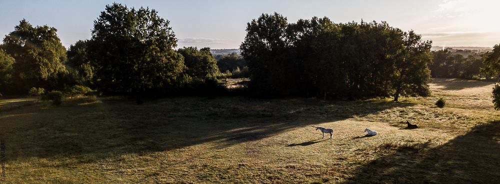 Quinta de Moita 20220627-121