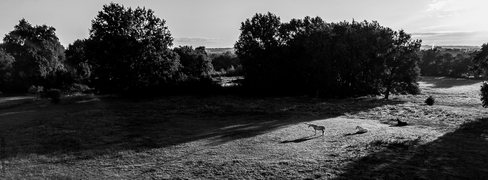 Quinta de Moita 20220627-121