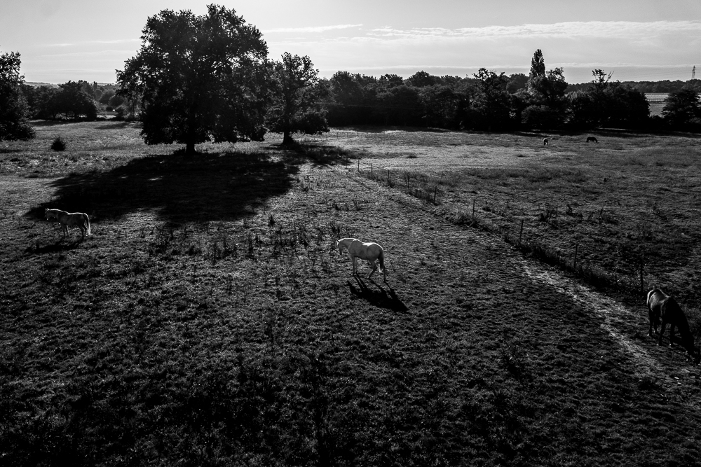 Quinta de Moita 20220627-156