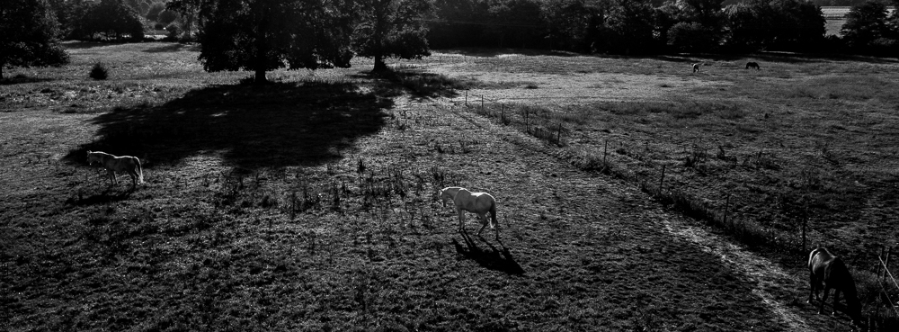 Quinta de Moita 20220627-156