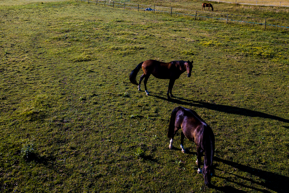 Quinta de Moita 20220627-181