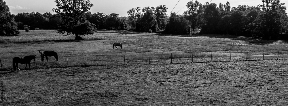 Quinta de Moita 20220627-274