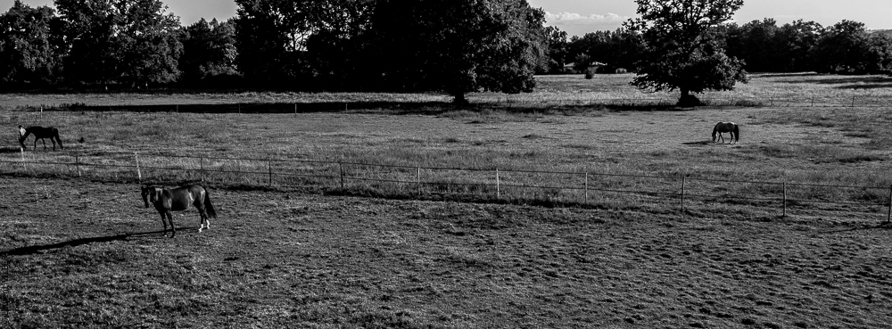 Quinta de Moita 20220627-281