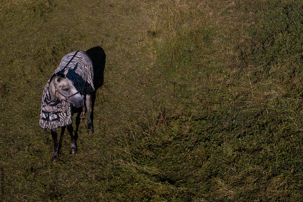 Quinta de Moita 20220627-470