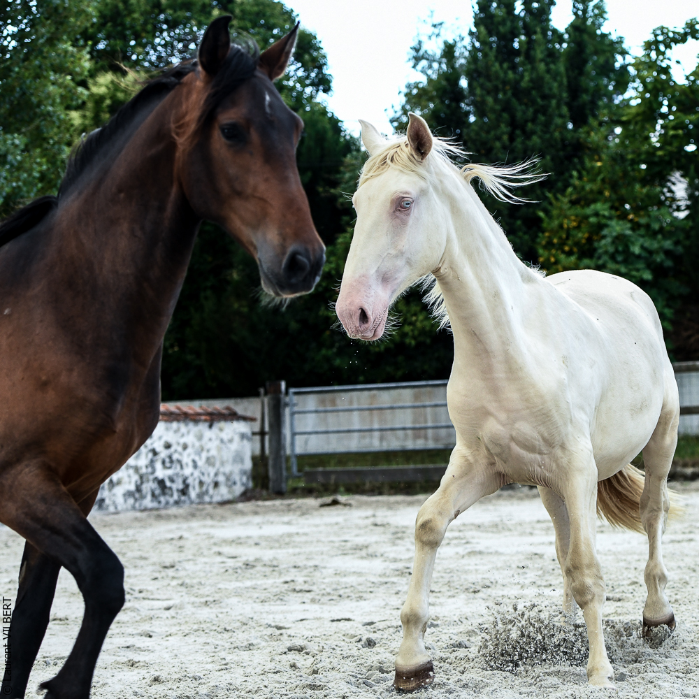 Quinta de Moita 20220627-806