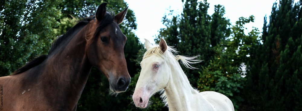 Quinta de Moita 20220627-806