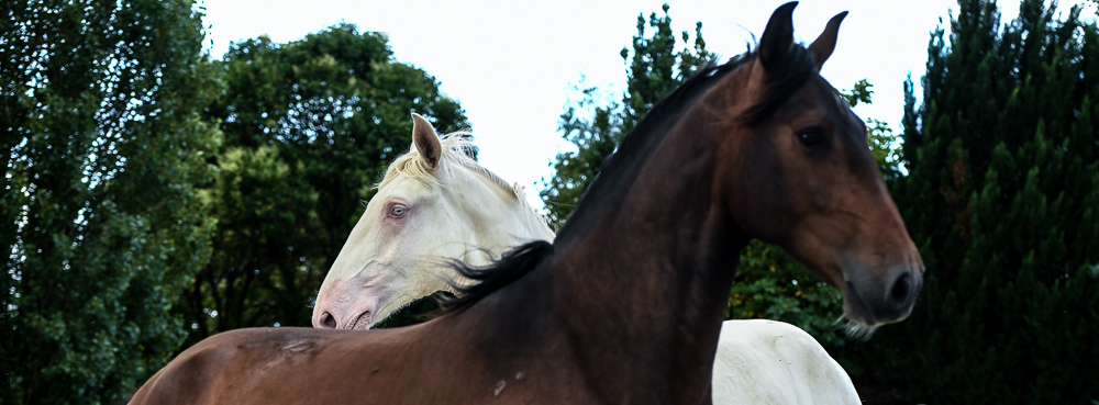 Quinta de Moita 20220627-808