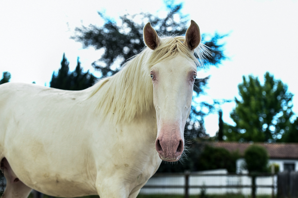 Quinta de Moita 20220627-812