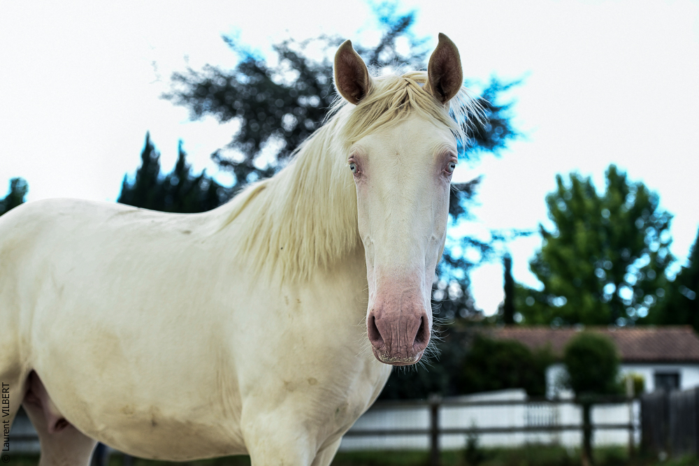 Quinta de Moita 20220627-813