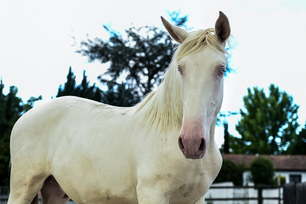 Quinta de Moita 20220627-815