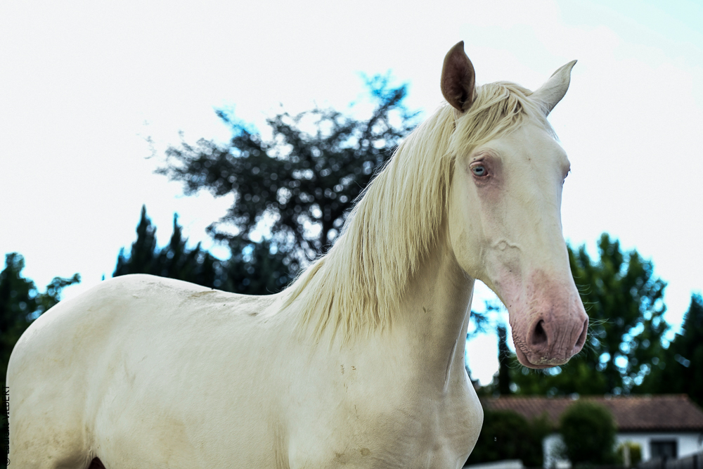 Quinta de Moita 20220627-816