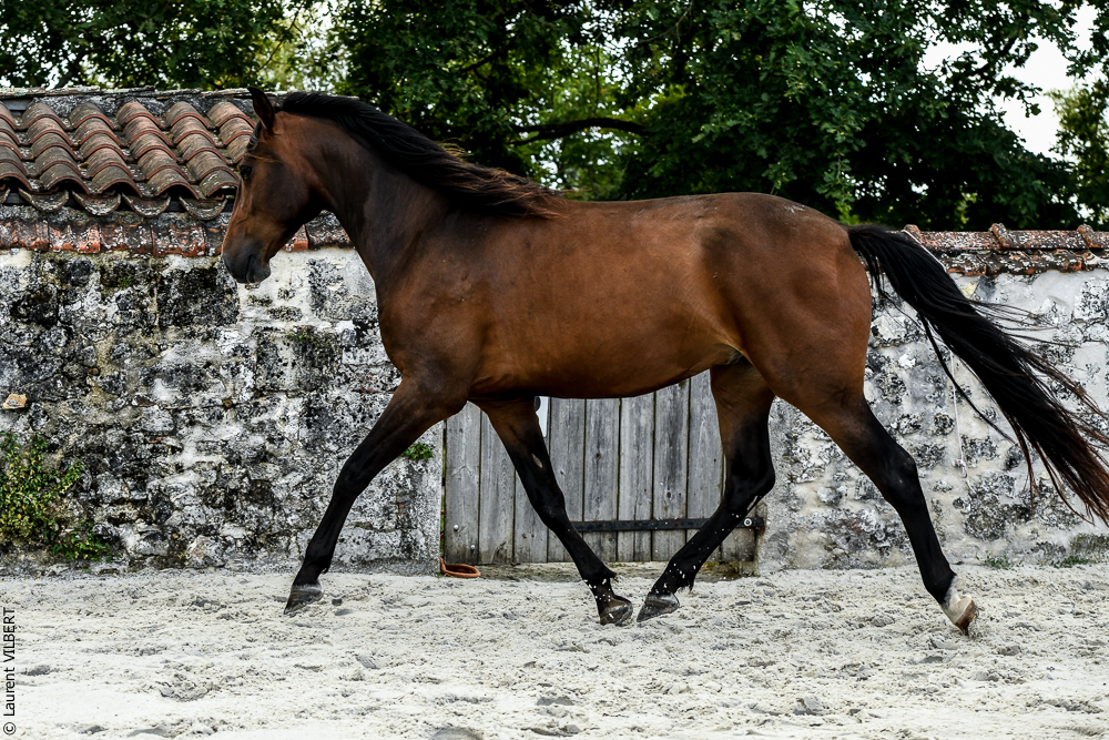 Quinta de Moita 20220627-819