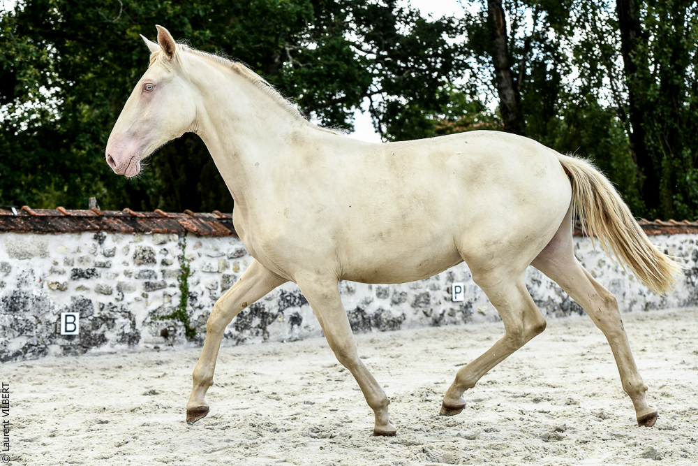 Quinta de Moita 20220627-824