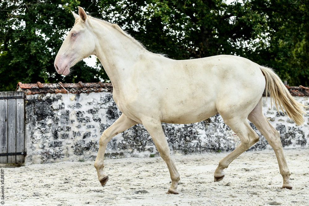 Quinta de Moita 20220627-825