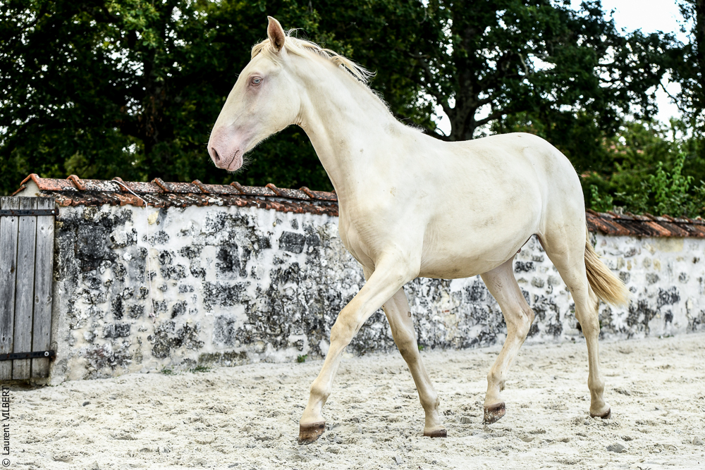 Quinta de Moita 20220627-831