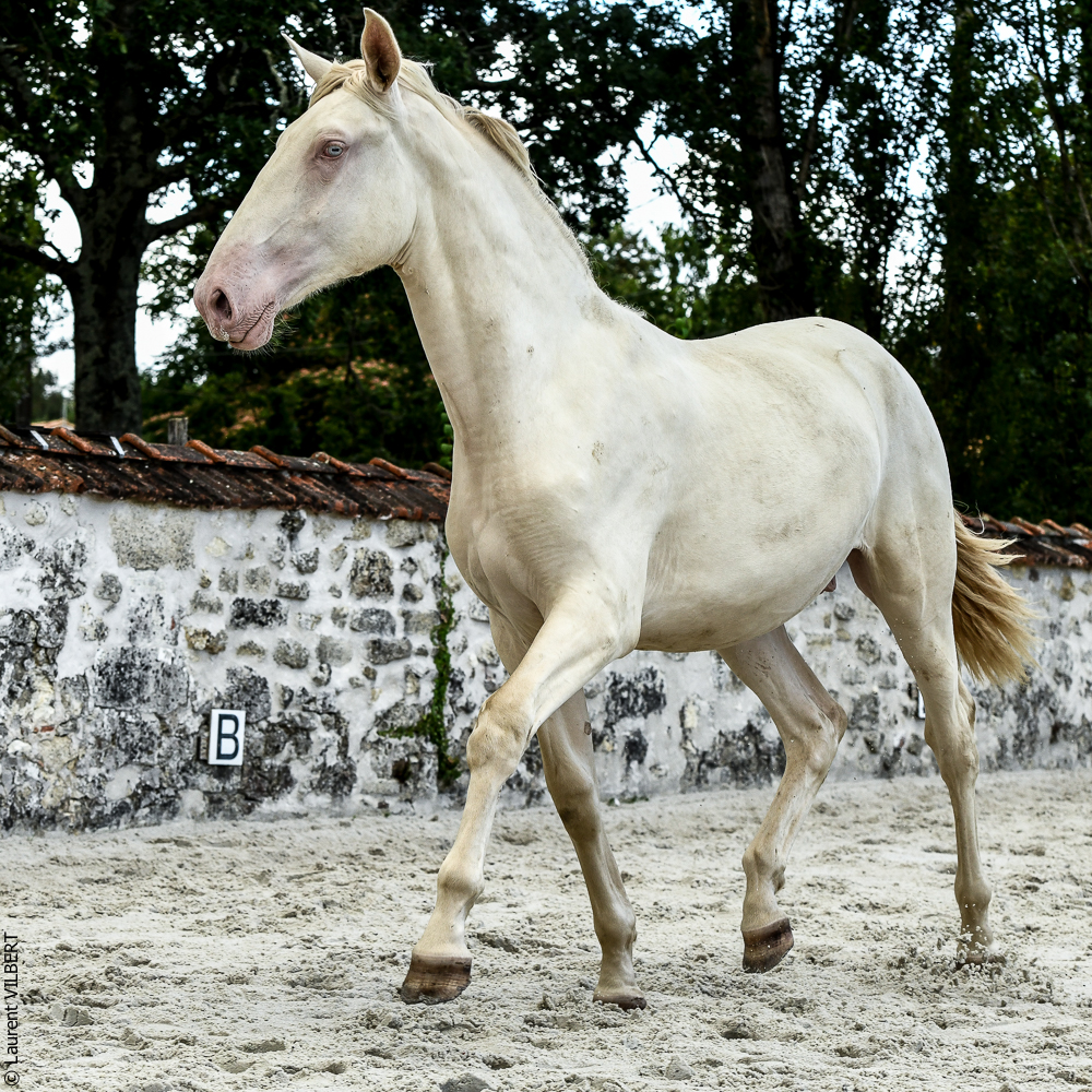 Quinta de Moita 20220627-841