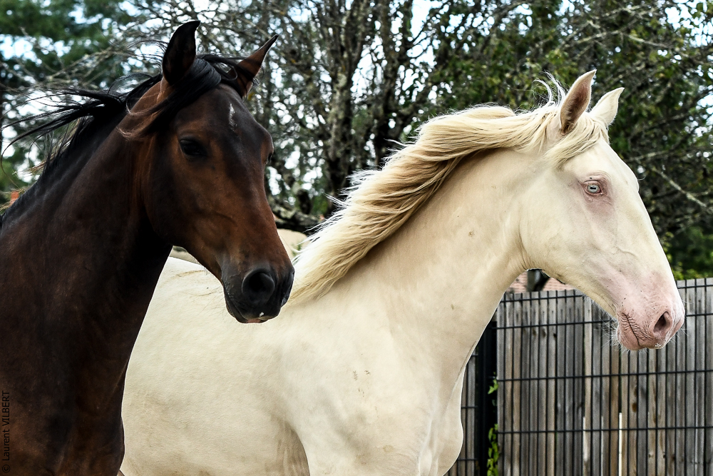 Quinta de Moita 20220627-847