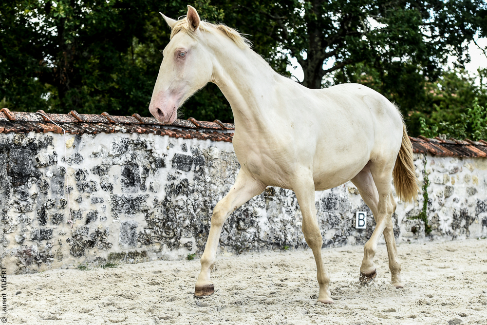 Quinta de Moita 20220627-854