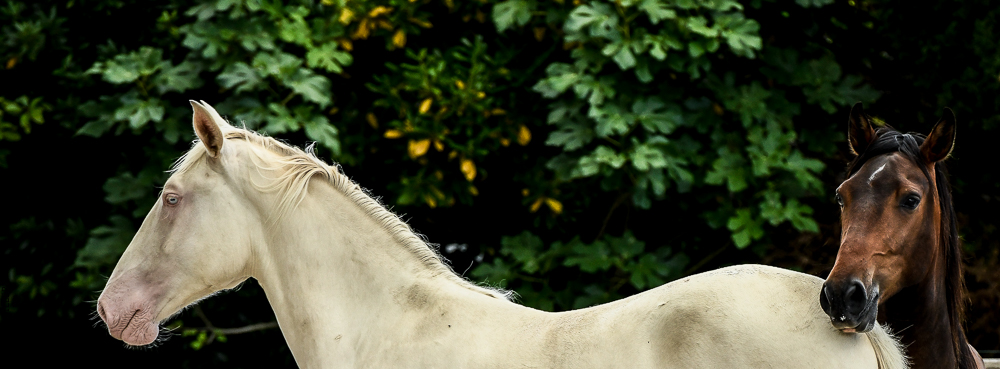 Quinta de Moita 20220627-857