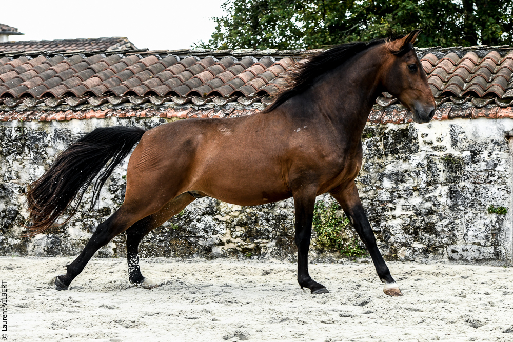 Quinta de Moita 20220627-863