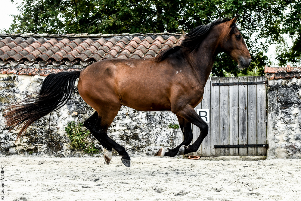 Quinta de Moita 20220627-864