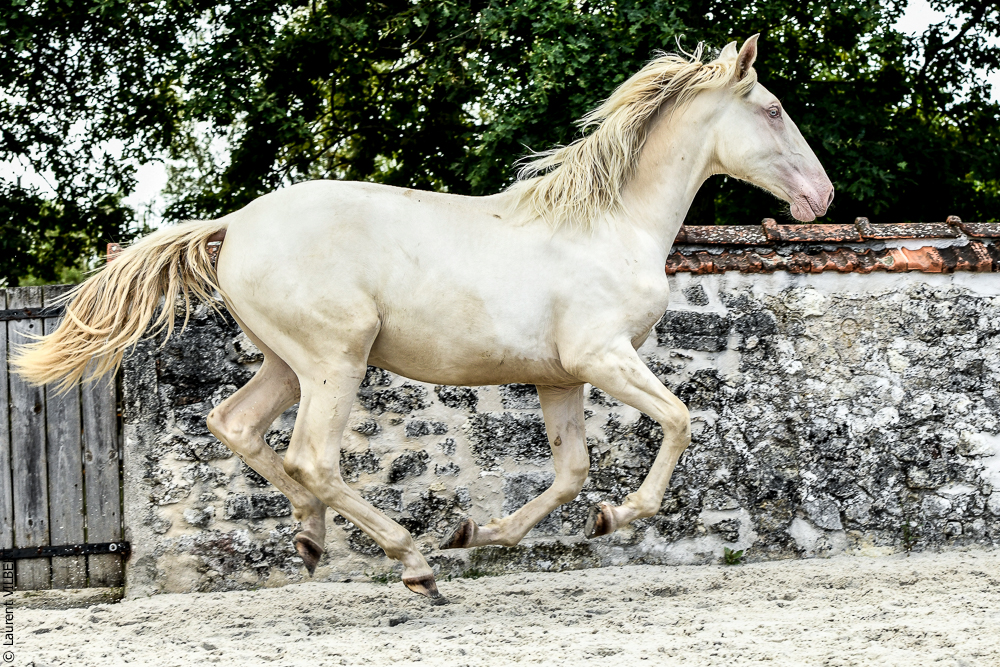 Quinta de Moita 20220627-870