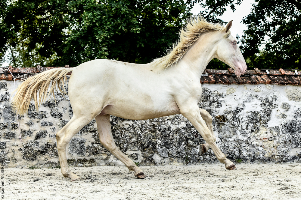 Quinta de Moita 20220627-871