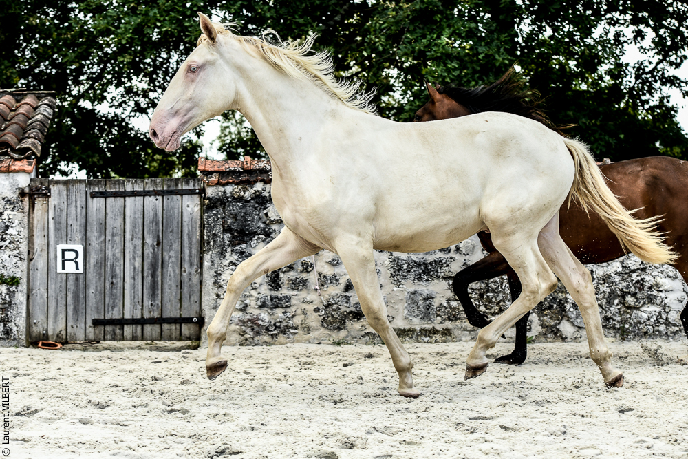 Quinta de Moita 20220627-882