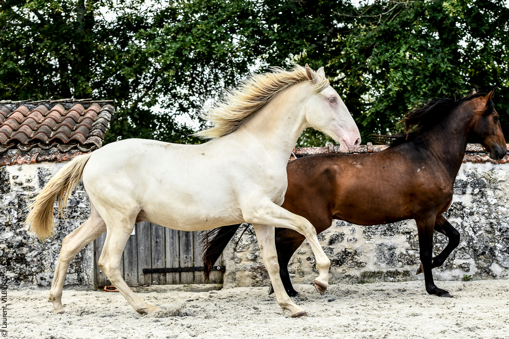 Quinta de Moita 20220627-889