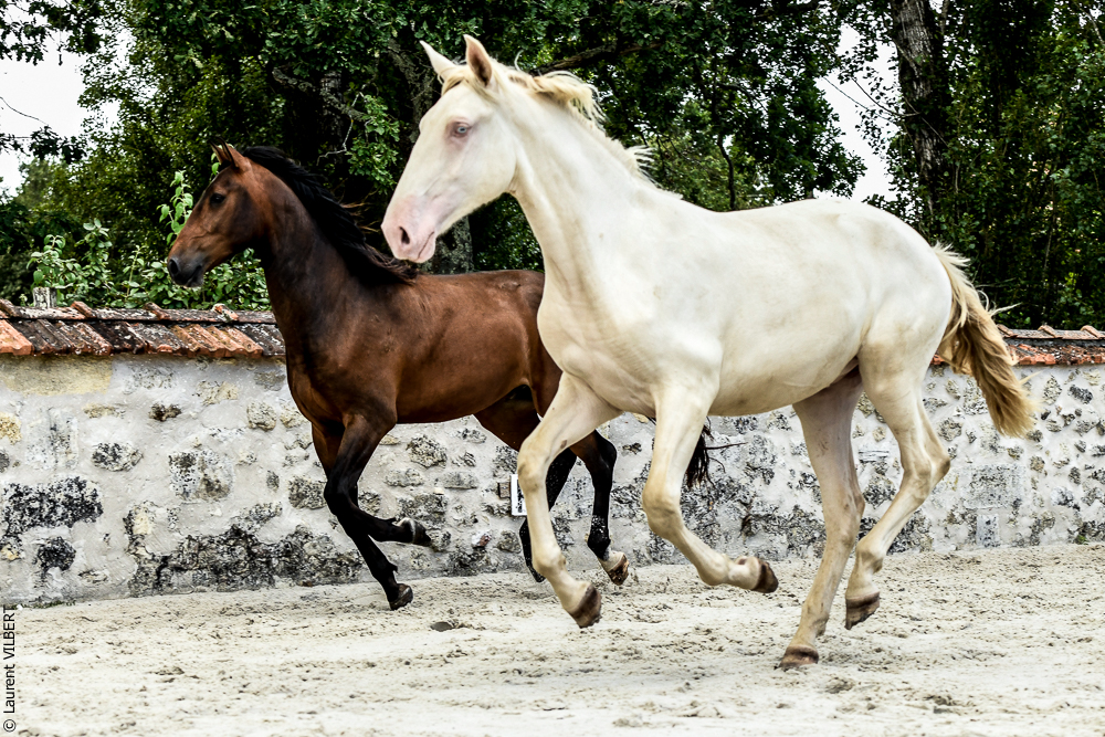 Quinta de Moita 20220627-897