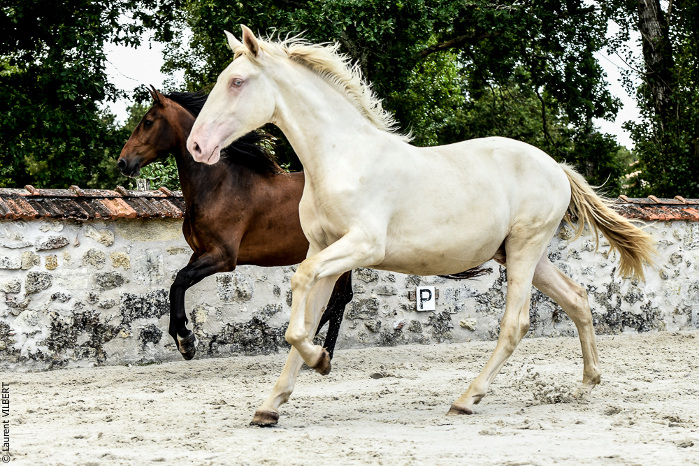 Quinta de Moita 20220627-898