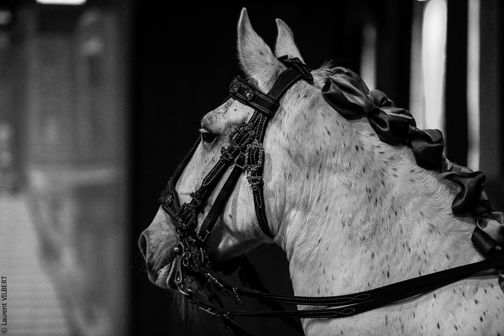 Haras Pin 20221103-0103