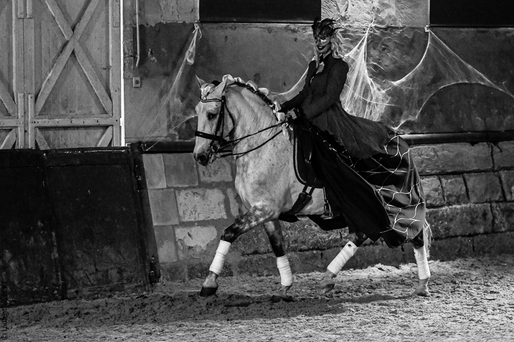 Haras Pin 20221103-0362