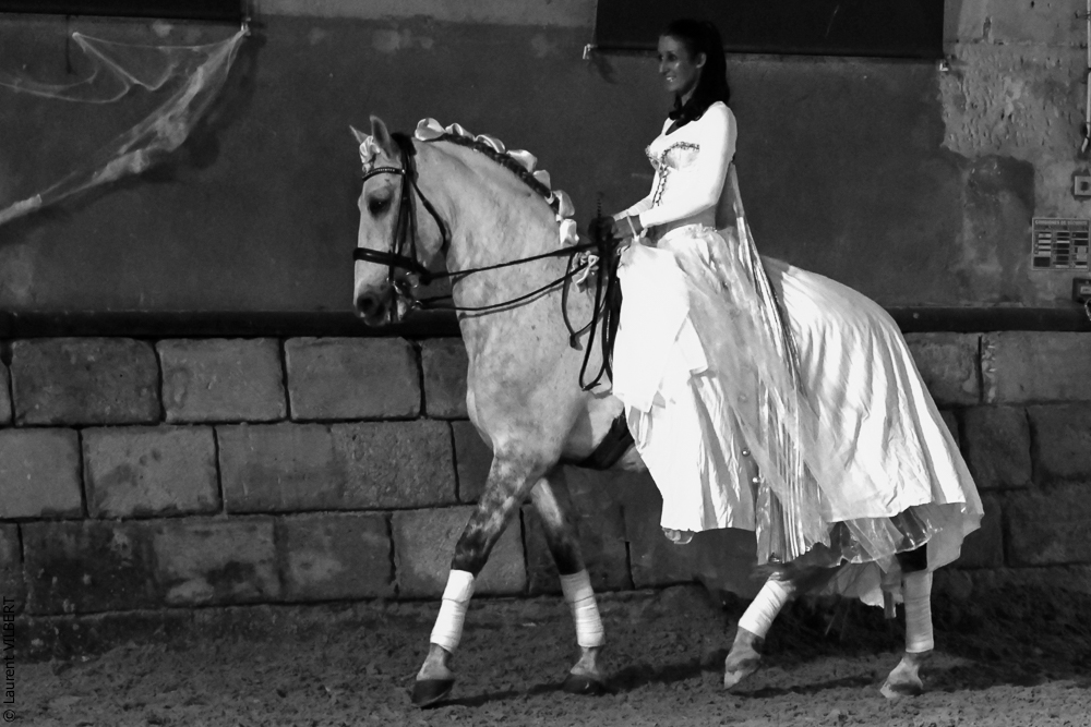 Haras Pin 20221103-1497