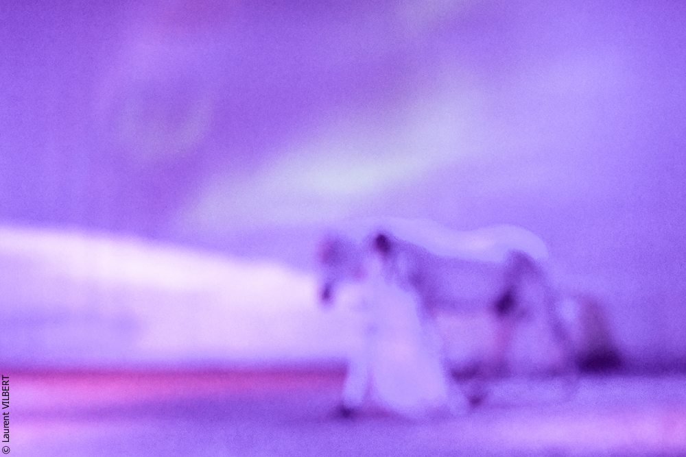 Haras Pin 20221103-0965