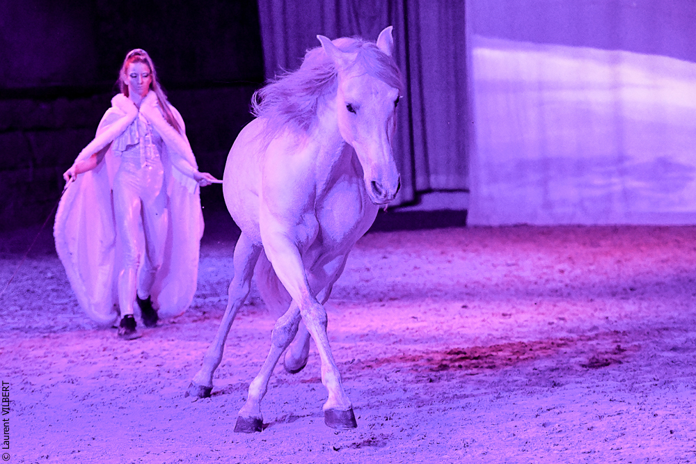 Haras Pin 20221103-0997