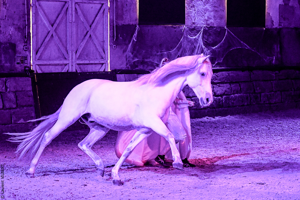 Haras Pin 20221103-1033