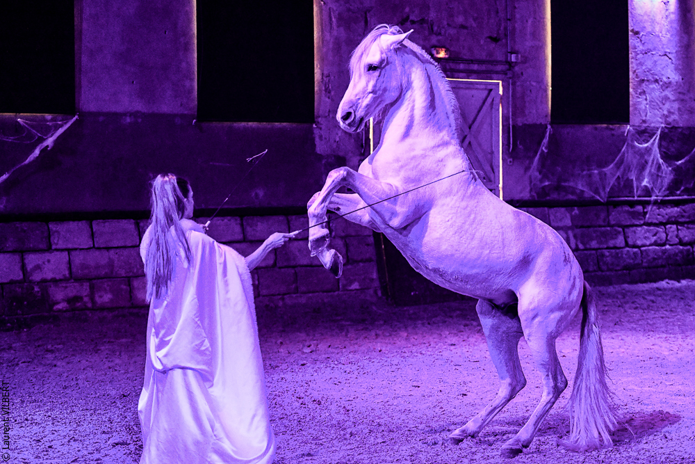 Haras Pin 20221103-1041