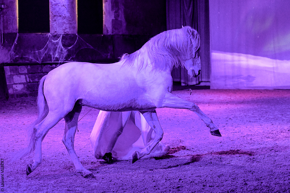 Haras Pin 20221103-1062