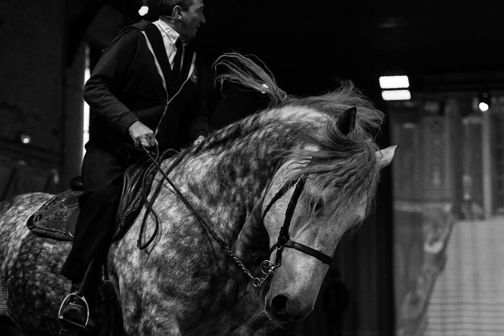 Haras Pin 20221103-0171