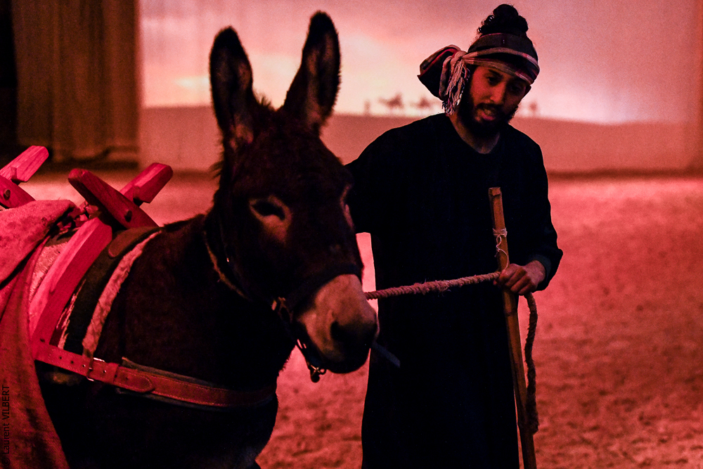 Haras Pin 20221103-0459