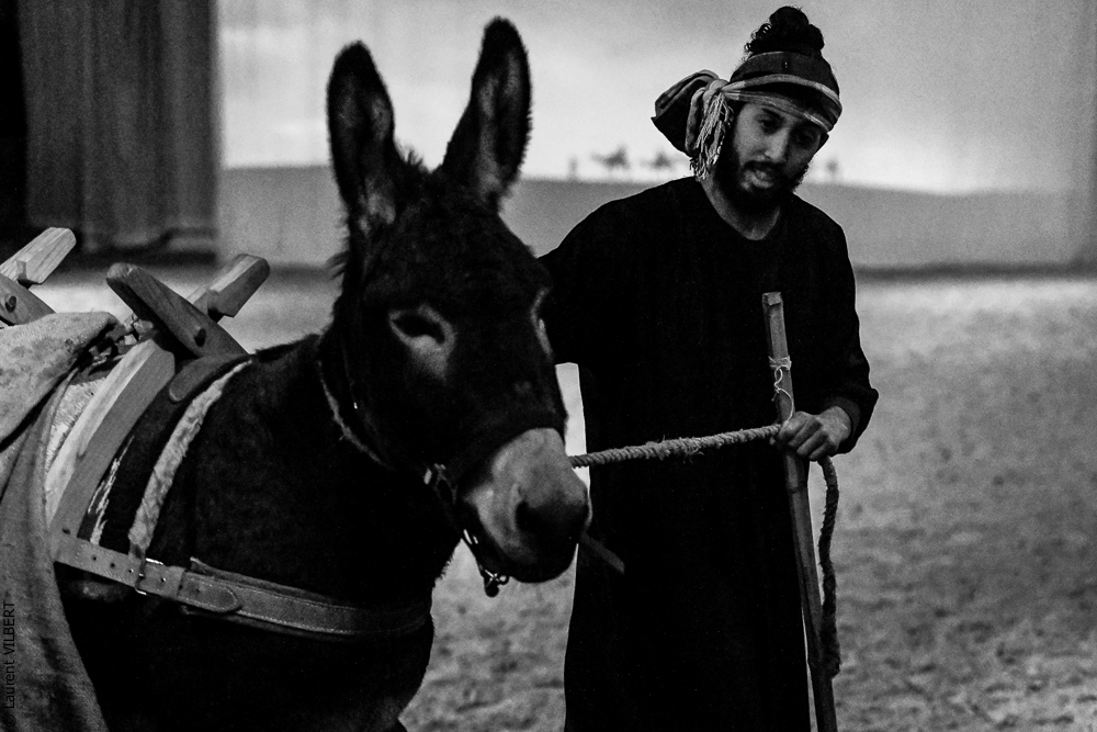 Haras Pin 20221103-0459